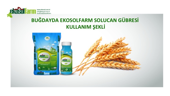 bugday gubreleme